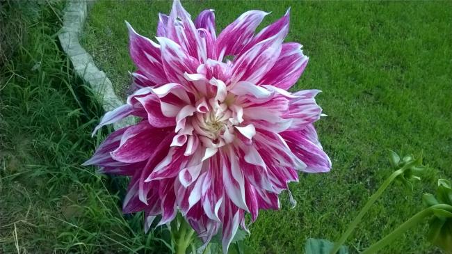 Name:  2019 dahliya 9.jpg
Views: 424
Size:  56.2 KB