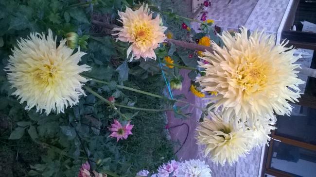Name:  2019 dahliya 15.jpg
Views: 392
Size:  46.4 KB