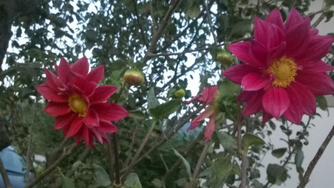 Name:  2019 dahliya 19.jpg
Views: 413
Size:  43.1 KB