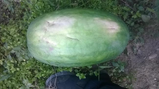 Name:  22.09.2019 tatl karpuz.jpg
Views: 794
Size:  39.1 KB