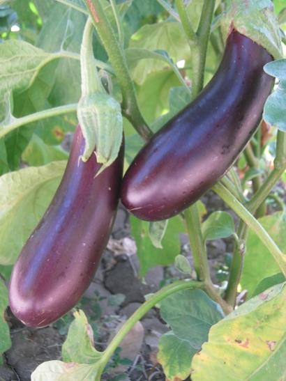 Name:  dalnda patlcan.jpg
Views: 1095
Size:  34.9 KB