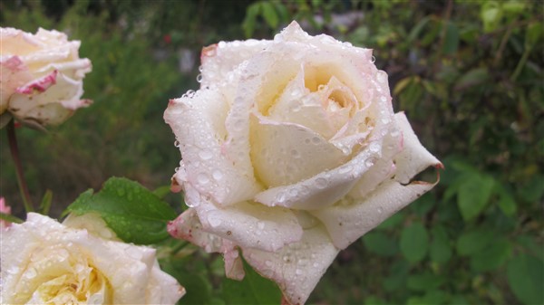 Name:  IMG_4705 (600 x 337).jpg
Views: 504
Size:  43.8 KB