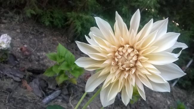 Name:  29.09.2019 dahliya 2.jpg
Views: 596
Size:  35.3 KB