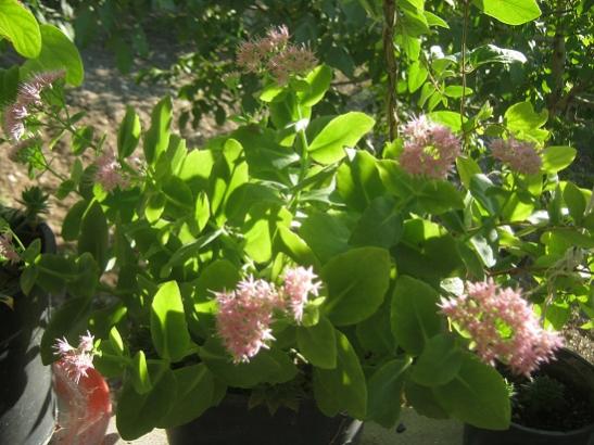 Name:  bahe sedum autumn joy.jpg
Views: 911
Size:  47.0 KB