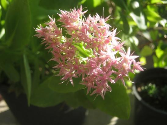 Name:  bahe sedum autumn joy 1.jpg
Views: 924
Size:  30.0 KB