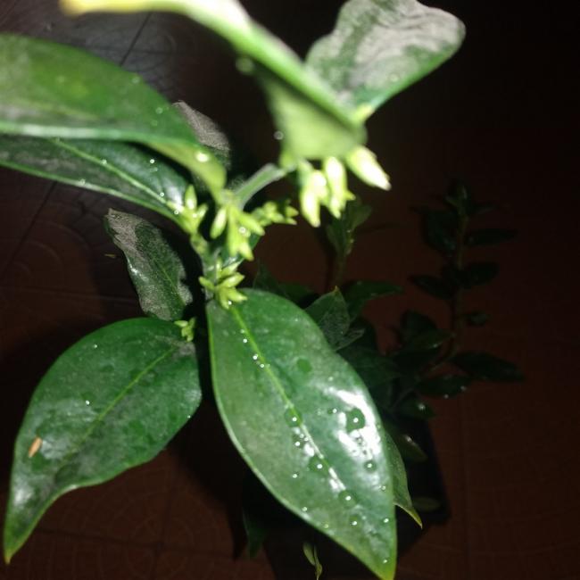 Name:  Sarcococca parfm kutusu 1.jpg
Views: 353
Size:  37.3 KB