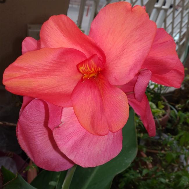 Name:  Kana, Kanna (Canna) pembe.jpg
Views: 350
Size:  47.0 KB