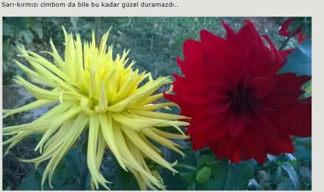 Name:  sil.jpg
Views: 323
Size:  37.9 KB