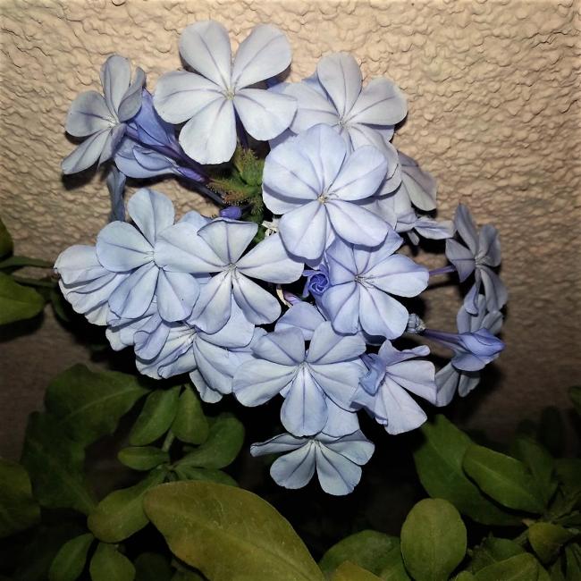 Name:  Mavi Yasemin - Plumbago Capensis iei.jpg
Views: 305
Size:  69.4 KB