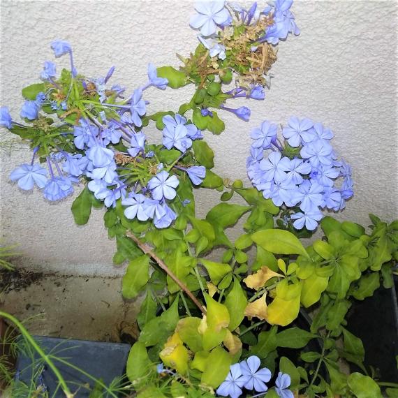 Name:  Mavi Yasemin - Plumbago Capensis.jpg
Views: 329
Size:  72.8 KB