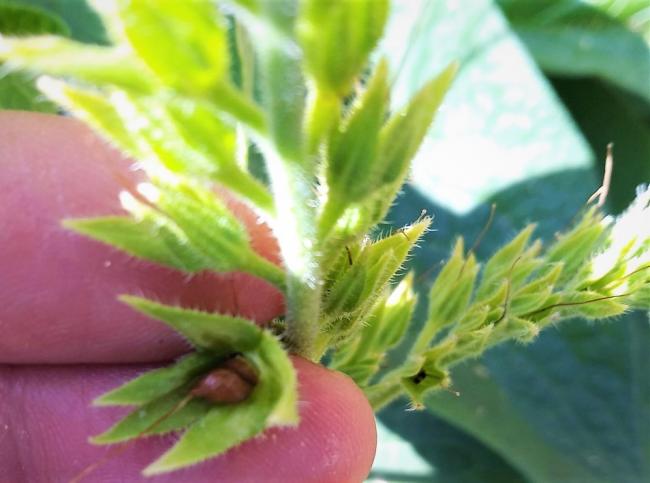 Name:  - Russian Comfrey - Bocking 14 - Karakafesotu melez tohum 1.jpg
Views: 348
Size:  35.9 KB