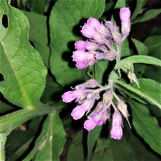 Name:  - Russian Comfrey - Bocking 14 - Karakafesotu 5.jpg
Views: 350
Size:  70.7 KB