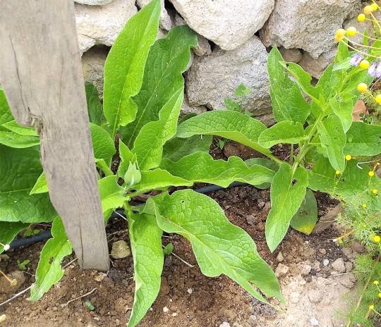 Name:  - Russian Comfrey - Bocking 14 - Karakafesotu 4.jpg
Views: 373
Size:  71.5 KB
