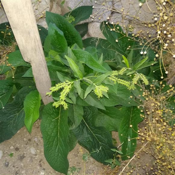 Name:  Karakafes (Comfrey - Symphytum x uplandicum Bocking 14).jpg
Views: 359
Size:  72.4 KB