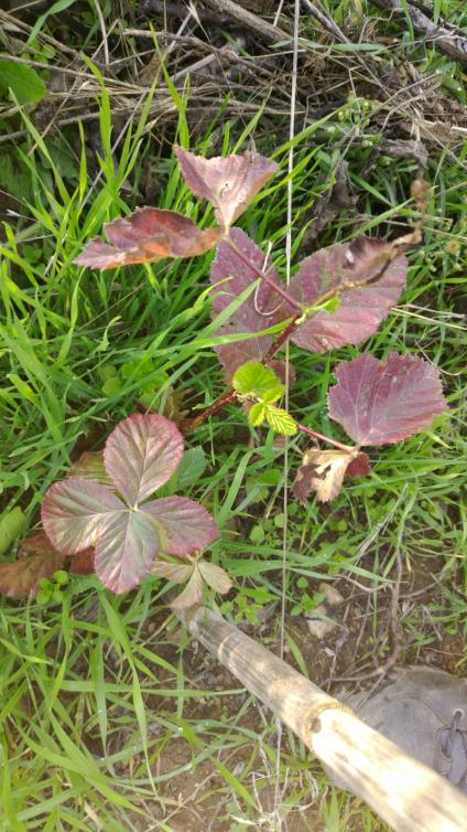 Name:  lonicera 1.jpg
Views: 921
Size:  83.1 KB