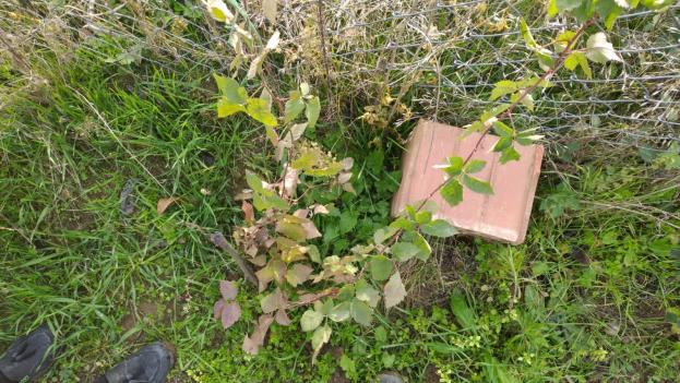 Name:  lonicera 2.jpg
Views: 912
Size:  69.7 KB