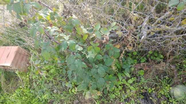 Name:  lonicera 3.jpg
Views: 916
Size:  69.7 KB