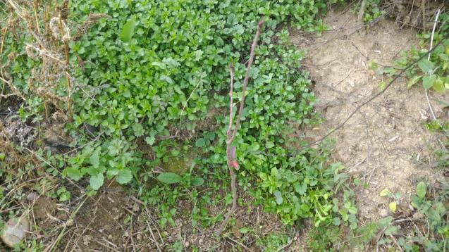 Name:  lonicera 4.jpg
Views: 891
Size:  69.9 KB