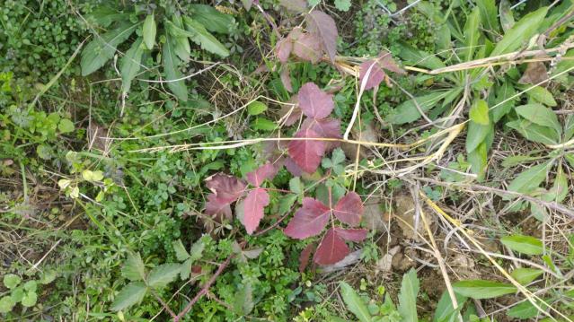 Name:  lonicera 5.jpg
Views: 901
Size:  69.9 KB