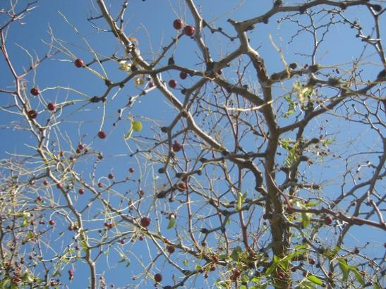 Name:  hnnap- kalanlar.jpg
Views: 742
Size:  56.3 KB