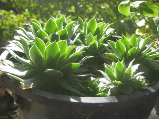 Name:  sempervivum.jpg
Views: 753
Size:  37.9 KB