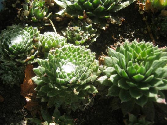 Name:  sempervivum1.jpg
Views: 766
Size:  45.2 KB