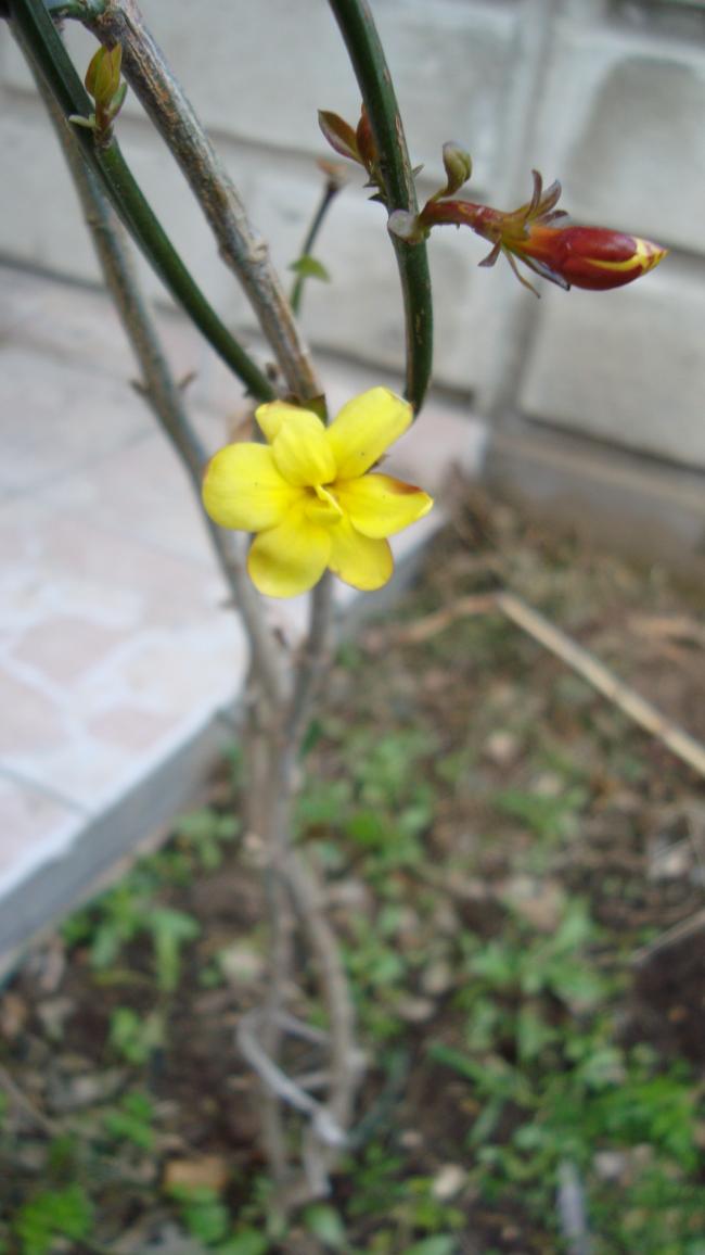 Name:  DSC00034.jpg
Views: 3588
Size:  60.4 KB