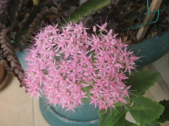 Name:  sedum.jpg
Views: 396
Size:  36.7 KB