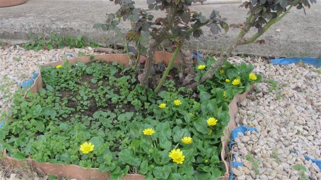 Name:  IMG_5083 (800 x 449).jpg
Views: 280
Size:  59.5 KB