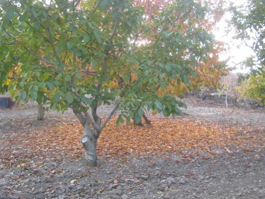 Name:  sonbahar3.jpg
Views: 310
Size:  53.0 KB