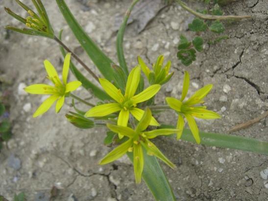 Name:  sar yldz.jpg
Views: 306
Size:  36.5 KB