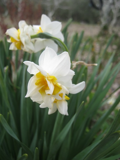 Name:  nergis.jpg
Views: 302
Size:  58.3 KB