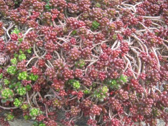 Name:  sedum1.jpg
Views: 302
Size:  61.7 KB