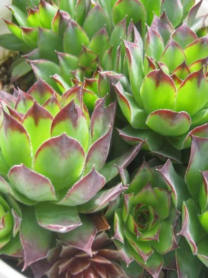 Name:  sempervivum1.jpg
Views: 304
Size:  40.0 KB
