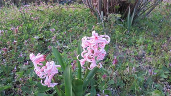 Name:  IMG_5125 (600 x 337).jpg
Views: 494
Size:  47.6 KB