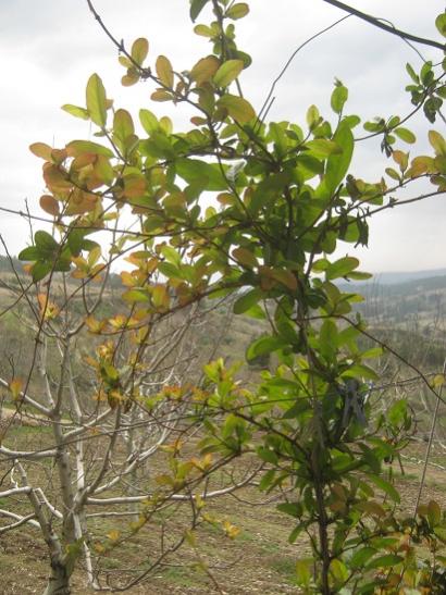 Name:  hanmeli.jpg
Views: 642
Size:  50.9 KB
