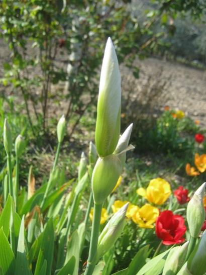 Name:  iris beyaz.jpg
Views: 647
Size:  40.0 KB