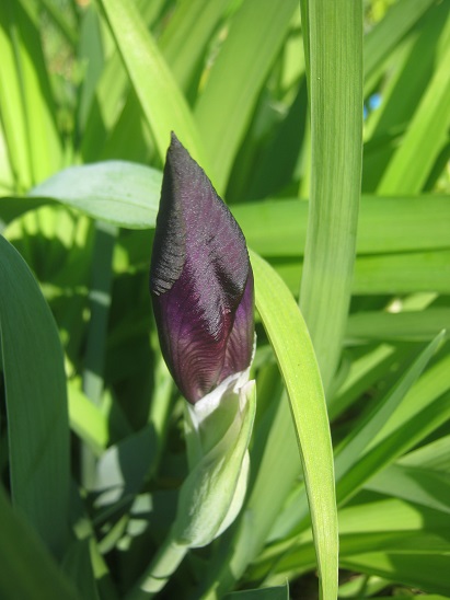 Name:  iris.jpg
Views: 644
Size:  69.7 KB
