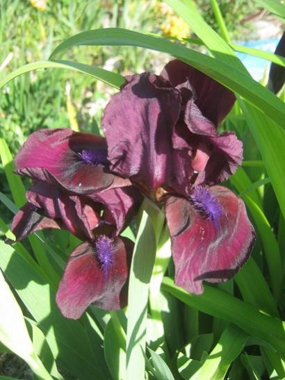 Name:  iris1.jpg
Views: 633
Size:  41.6 KB
