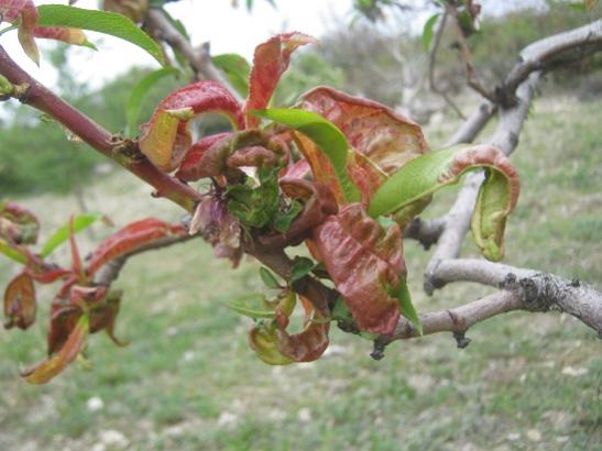 Name:  eftali1.jpg
Views: 541
Size:  36.2 KB