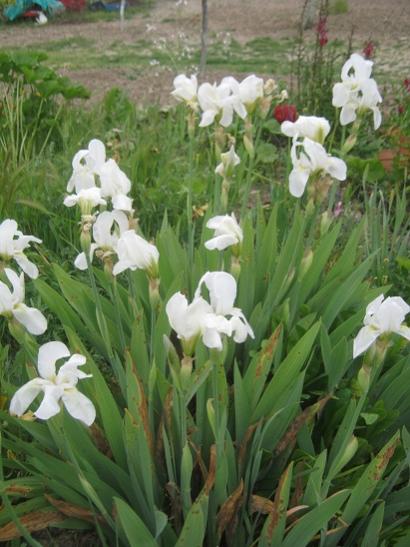 Name:  iris.jpg
Views: 528
Size:  42.5 KB