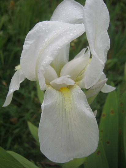 Name:  iris 1.jpg
Views: 525
Size:  60.1 KB