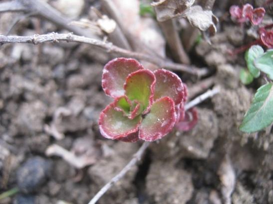 Name:  s. spurium..jpg
Views: 580
Size:  31.4 KB