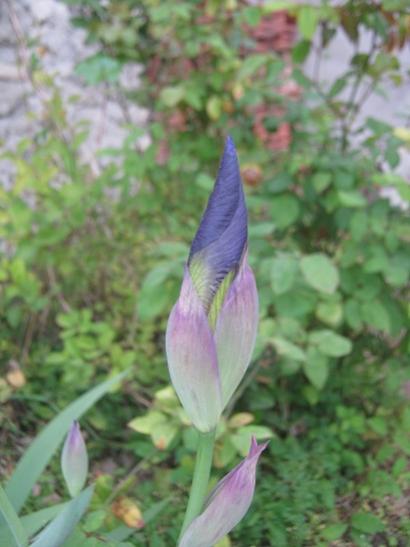 Name:  iris2.jpg
Views: 528
Size:  30.7 KB