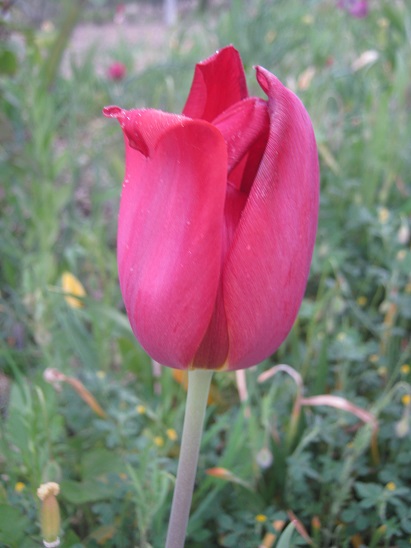 Name:  lale.jpg
Views: 526
Size:  69.8 KB