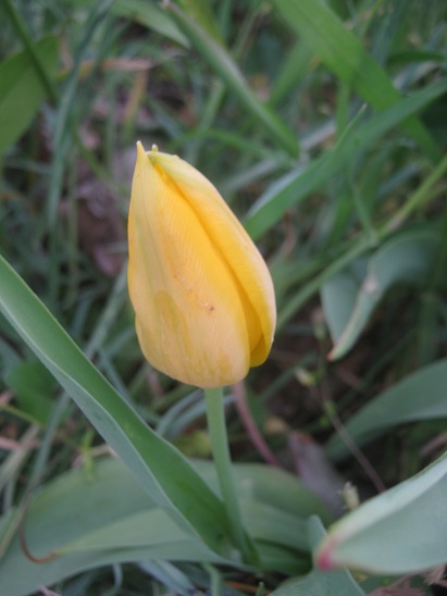 Name:  lale1.jpg
Views: 532
Size:  58.3 KB