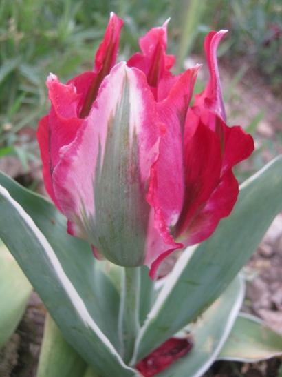Name:  lale2.jpg
Views: 527
Size:  27.5 KB