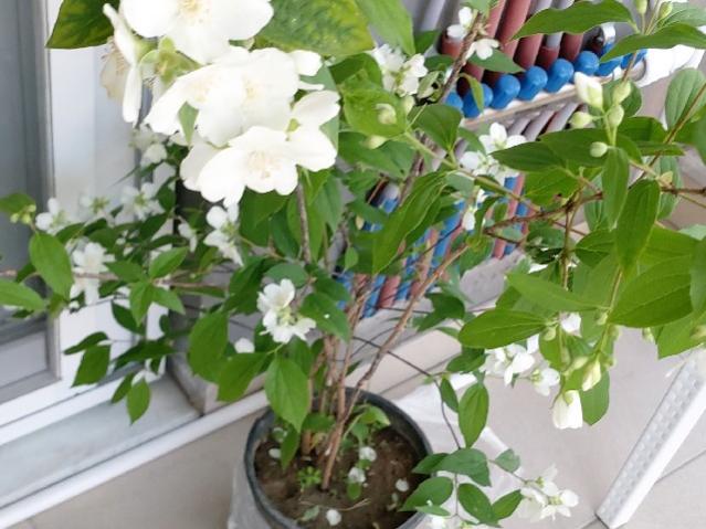 Name:  perembe_3.jpg
Views: 396
Size:  51.0 KB