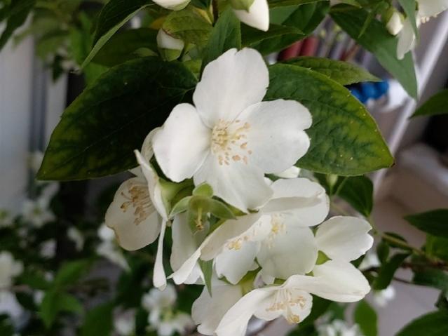 Name:  perembe_4.jpg
Views: 391
Size:  36.0 KB