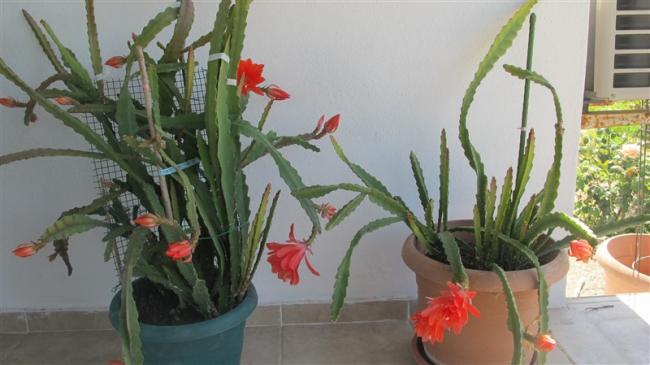 Name:  IMG_5182 (800 x 449).jpg
Views: 232
Size:  36.2 KB